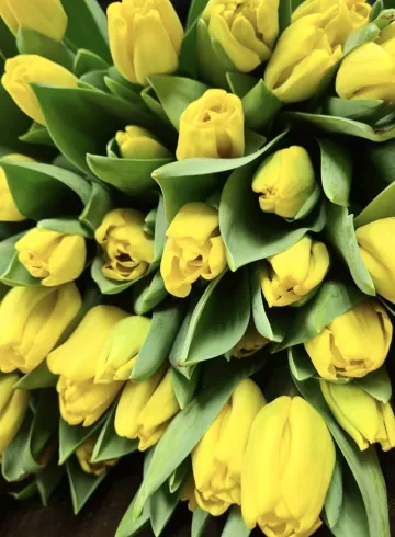 Желтый тюльпан от интернет-магазина цветов в 