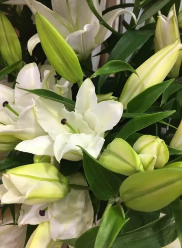 Лилия Белая от интернет-магазина цветов в 
