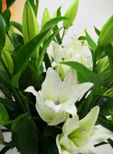 Лилия  в ассортименте от интернет-магазина цветов в 