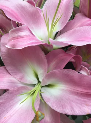 Лилия розовая от интернет-магазина цветов в 