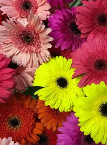 Гербера Микс от интернет-магазина цветов в 