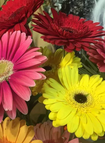 Герберы от интернет-магазина цветов в 