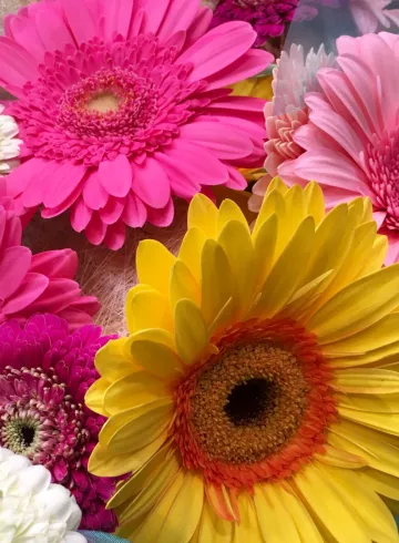 Герберы Срезка от интернет-магазина цветов в 