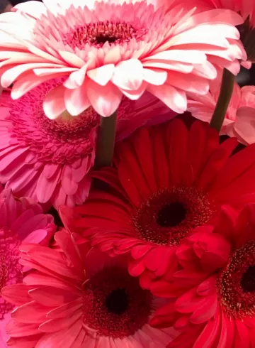 Гербер Красные от интернет-магазина цветов в 