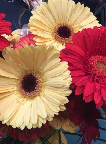 Герберы в ассортименте от интернет-магазина цветов в 
