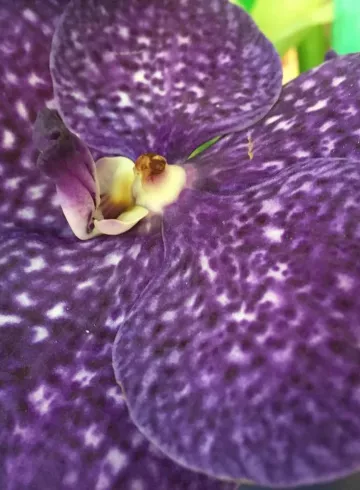 Ванда от интернет-магазина цветов в 