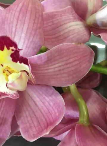 Цимбидиум Нежно-розовая от интернет-магазина цветов в 