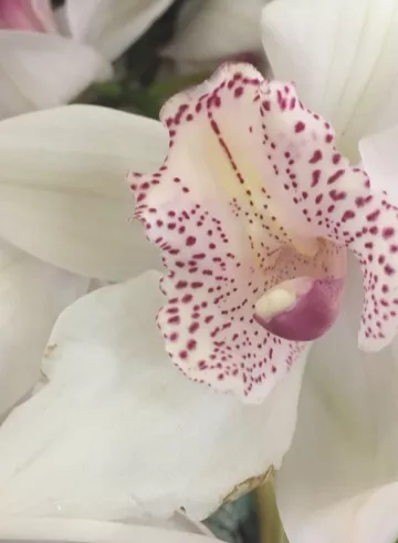 Цимбидиум Белая от интернет-магазина цветов в 