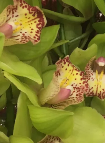 Цимбидиум Зеленая от интернет-магазина цветов в 