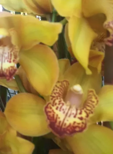 Цимбидиум Желтая от интернет-магазина цветов в 