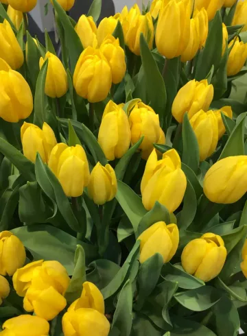 Желтые тюльпаны от интернет-магазина цветов в 