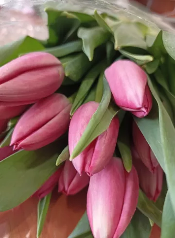 Тюльпан розовый от интернет-магазина цветов в 