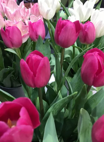 Сиреневые тюльпаны от интернет-магазина цветов в 