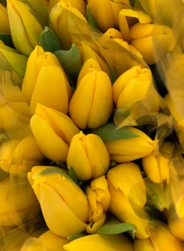 Тюльпан желтый от интернет-магазина цветов в 