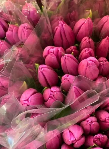 Тюльпан  фиолетовый от интернет-магазина цветов в 