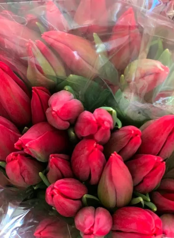 Тюльпаны красные от интернет-магазина цветов в 