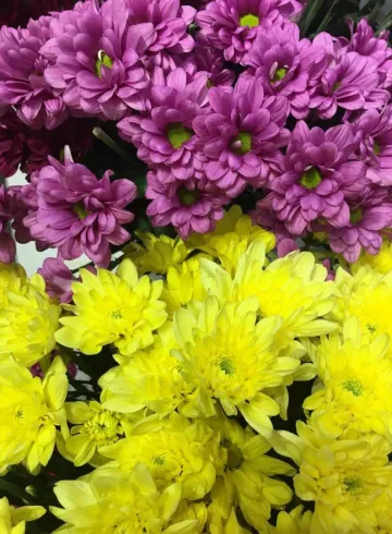 Хризантема кустовая Микс от интернет-магазина цветов в 