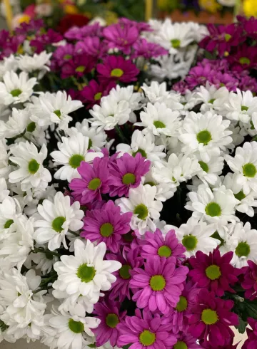 Хризантема кустовая в ассортименте от интернет-магазина цветов в 