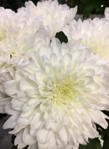 Хризантема одноголовая от интернет-магазина цветов в 