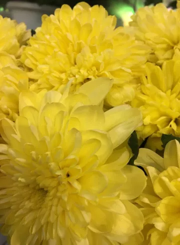 Хризантема Желтая от интернет-магазина цветов в 