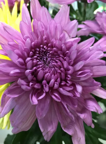 Хризантема Сиреневая от интернет-магазина цветов в 