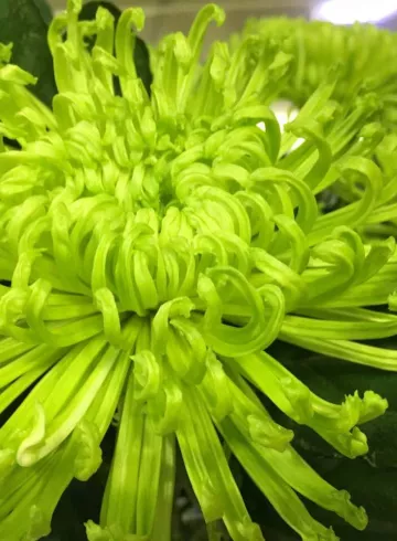 Хризантема Зеленая от интернет-магазина цветов в 