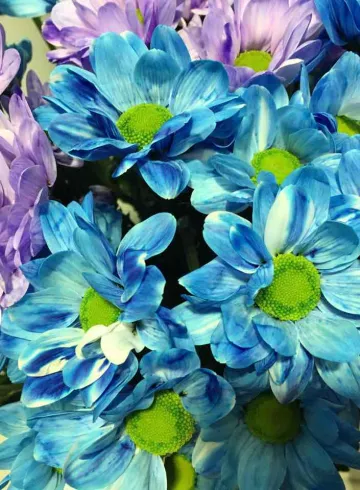 Хризантема кустовая от интернет-магазина цветов в 