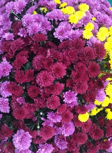 Кустовая хризантема от интернет-магазина цветов в 