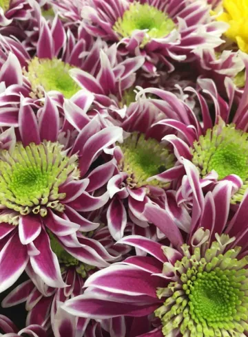 Хризантема кустовая фиолетовая от интернет-магазина цветов в 