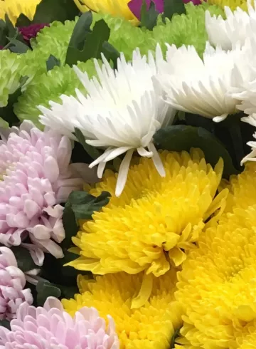 Хризантема одноголовая микс от интернет-магазина цветов в 