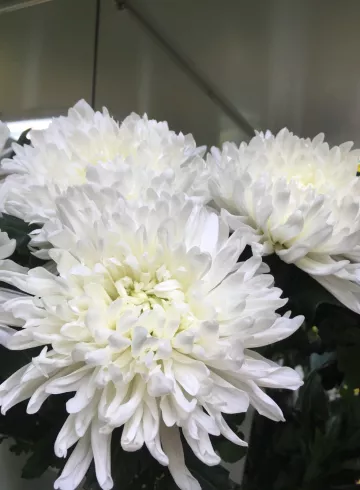 Хризантема одиночная белая Антонов от интернет-магазина цветов в 
