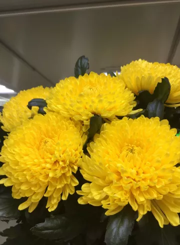 Хризантема одиночная желтая Антонов от интернет-магазина цветов в 