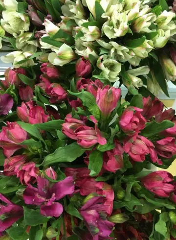 Альстромерия ассортимент от интернет-магазина цветов в 