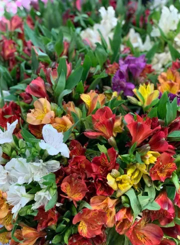 Альстромерия в ассортименте от интернет-магазина цветов в 