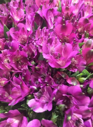 Альстромерия Лиловая от интернет-магазина цветов в 