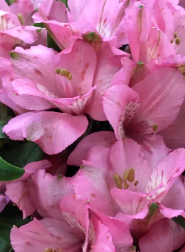 Альстромерия Сиреневая от интернет-магазина цветов в 