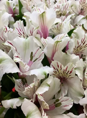 Альстромерия Белая от интернет-магазина цветов в 