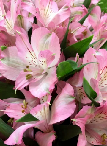 Альстромерия Нежно-Розовая от интернет-магазина цветов в 