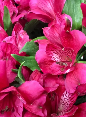 Альстромерия Ярко-Розовая от интернет-магазина цветов в 