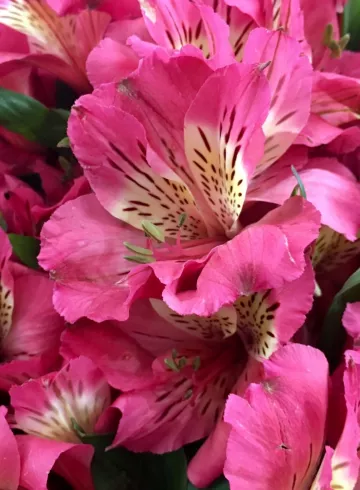 Альстромерия Розовая от интернет-магазина цветов в 