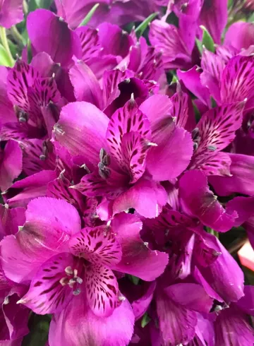 Сиреневая Альстромерия от интернет-магазина цветов в 