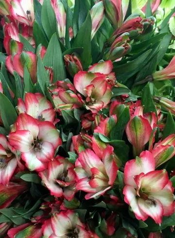 Альстромерия Бело-красная от интернет-магазина цветов в 