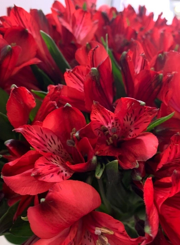 Альстромерия Красная от интернет-магазина цветов в 