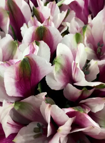 Альстромерия Бело-бордовая от интернет-магазина цветов в 