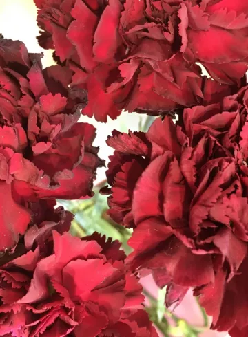 Гвоздика темно - красная от интернет-магазина цветов в 