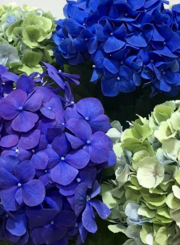 Гортензия в ассортименте от интернет-магазина цветов в 