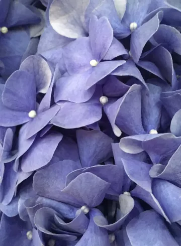 Гортензия Голубая от интернет-магазина цветов в 