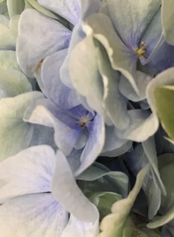 Гортензия Бело-голубая от интернет-магазина цветов в 