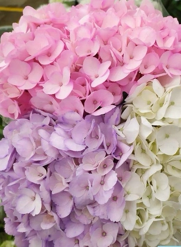 Гортензия Микс от интернет-магазина цветов в 