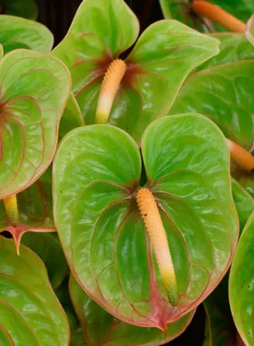 Антуриум Зеленый от интернет-магазина цветов в 